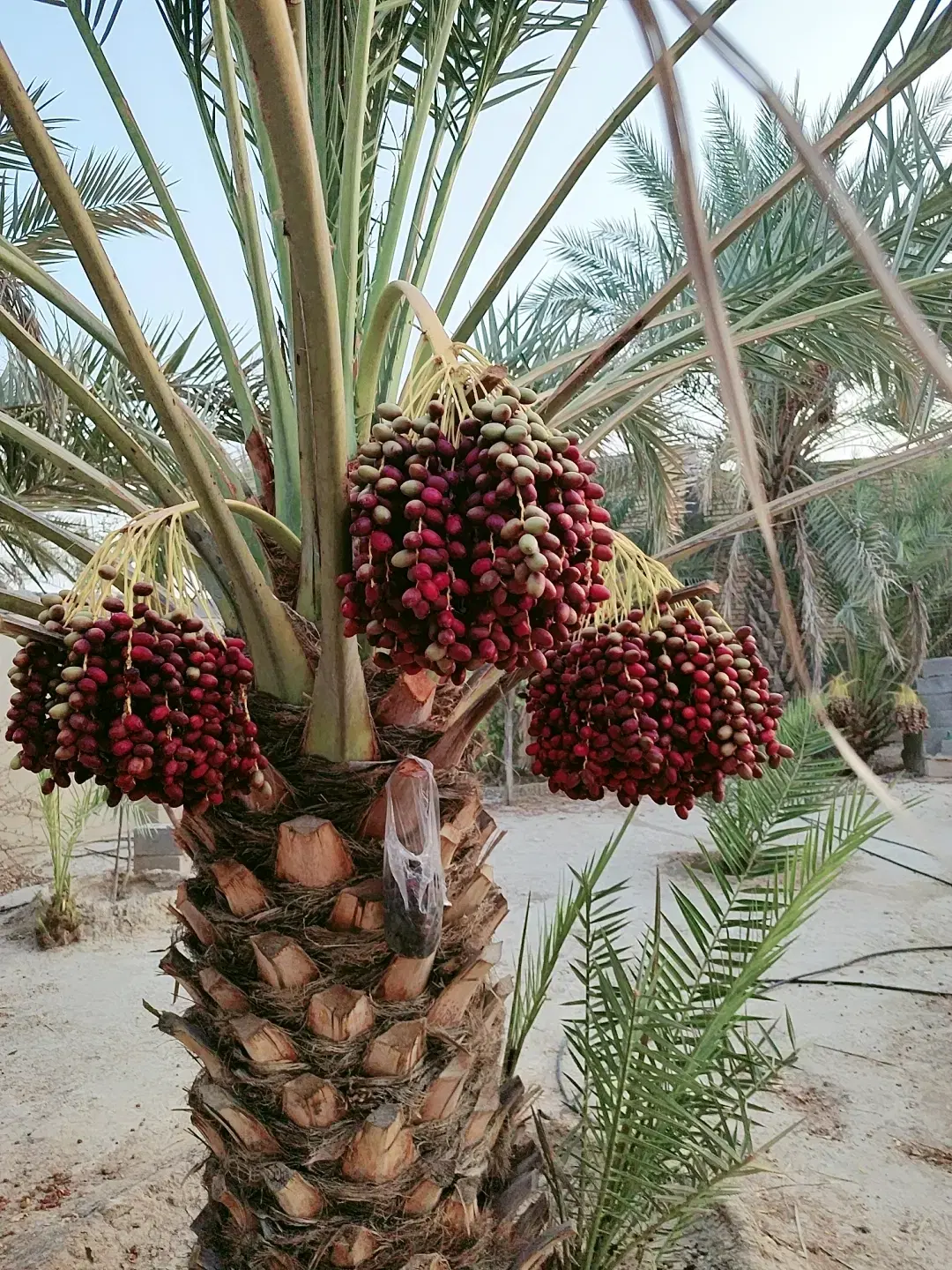 زمین مسکونی محمدشریفی