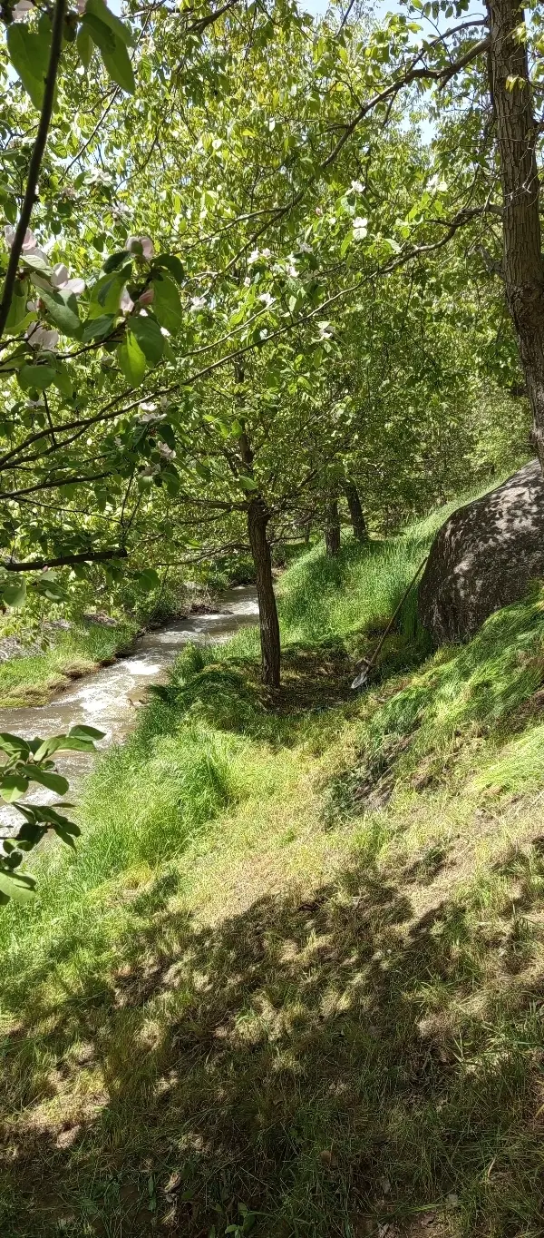 زمین گردو در مبارک آباد