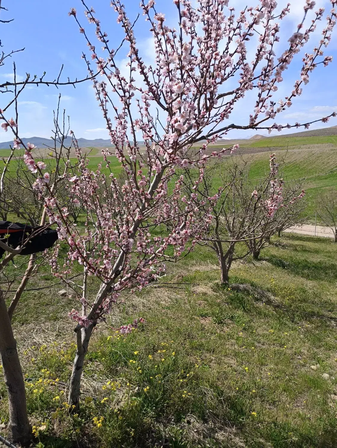 باغ قطره ای با چاه و برق نزدیک یل سویی چکی معاوضه