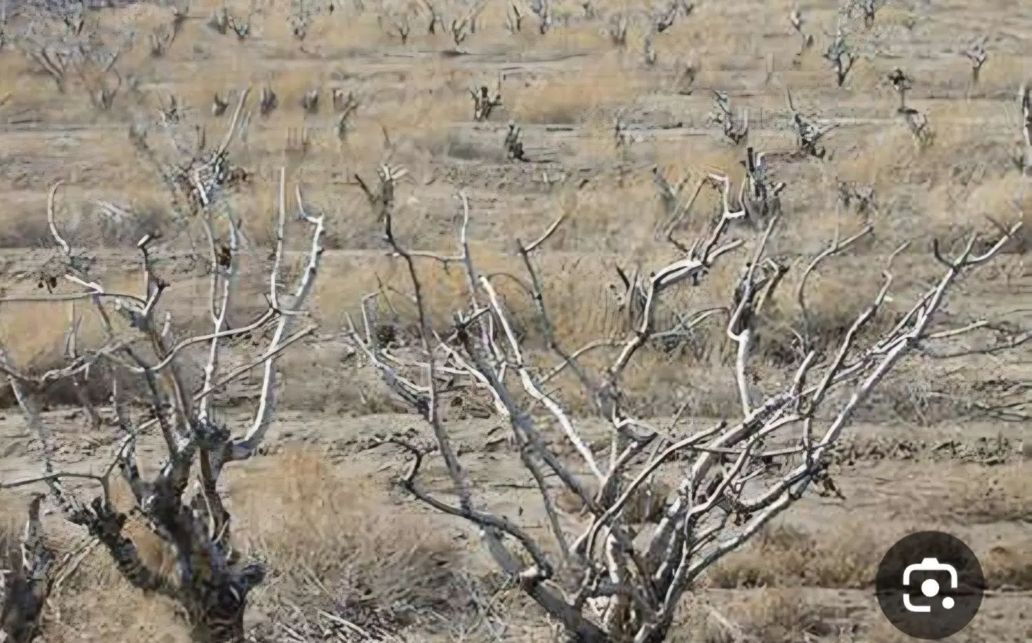 خانه باغ