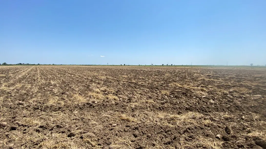 ۵ هکتار زمین برای کشت سیر