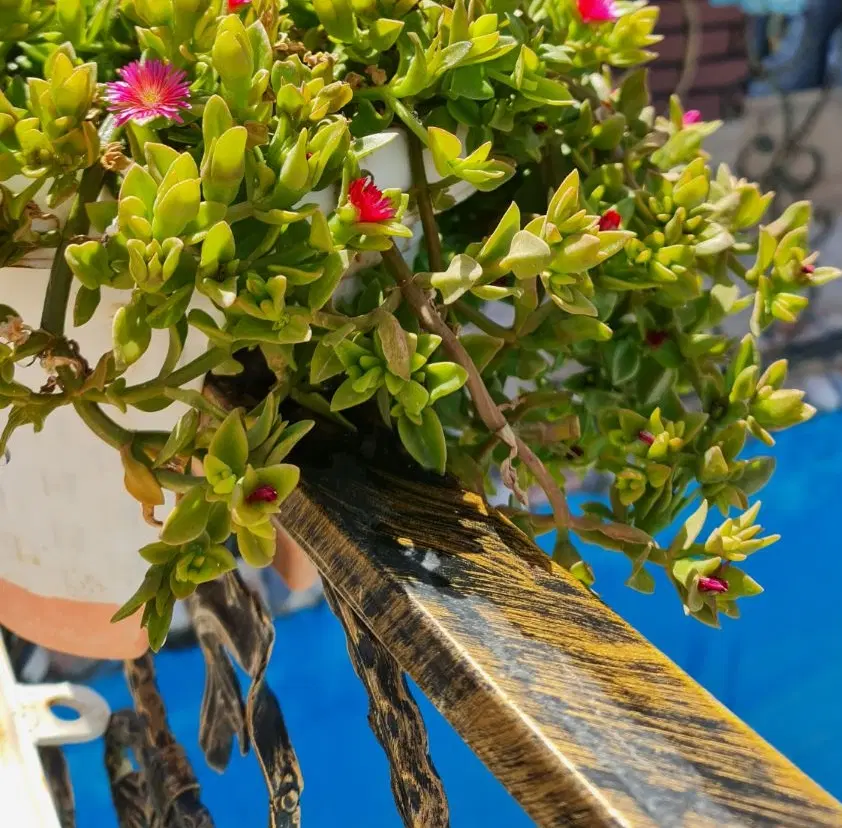 خونه باغ ویلایی