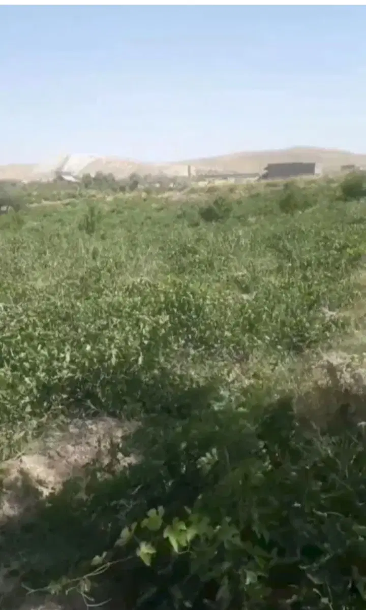 باغ انگور بیجار سیدان