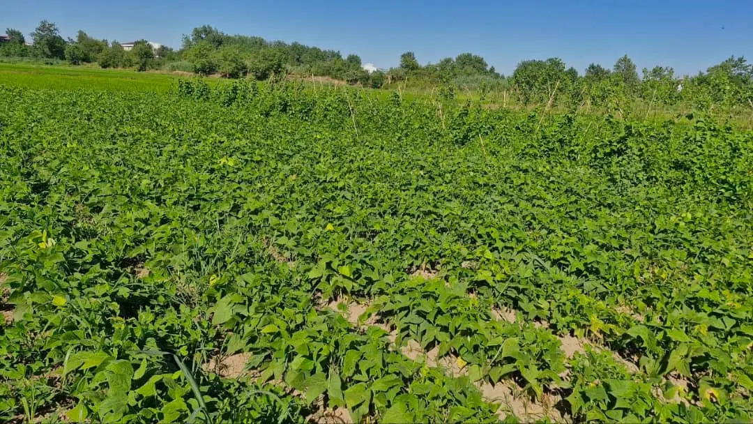 زمین باغی