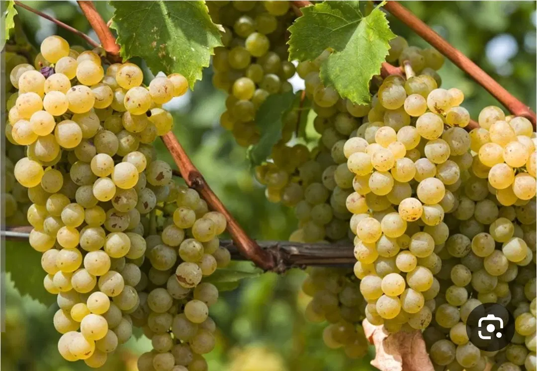 باغ انگور