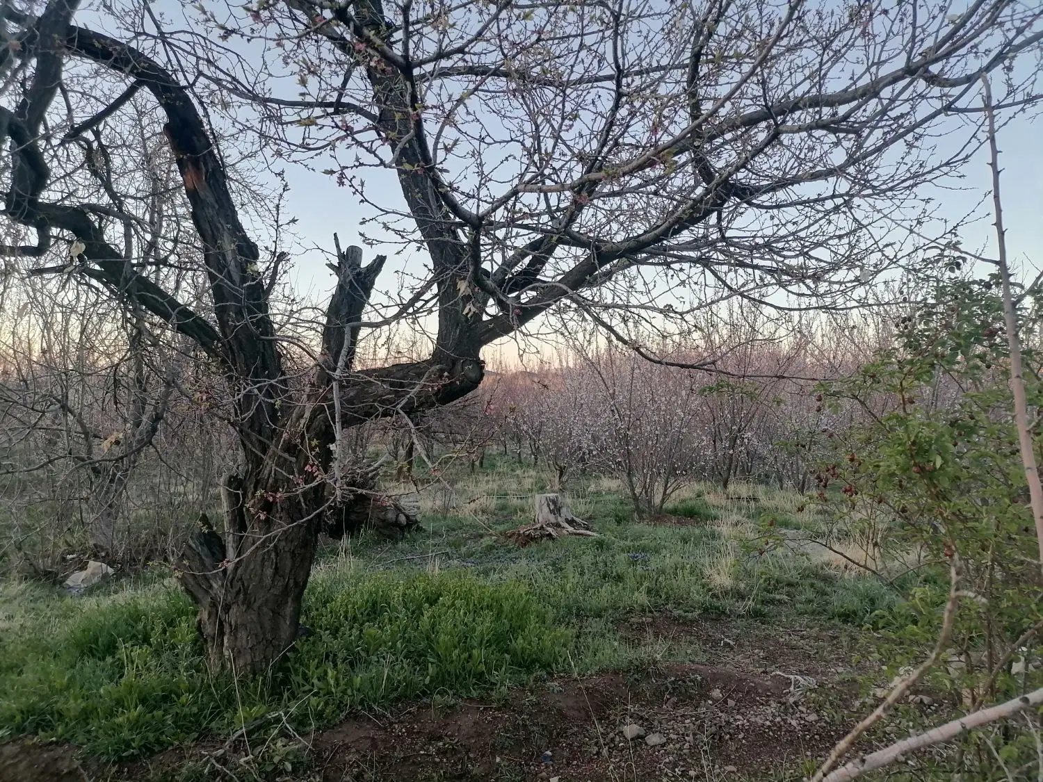 زمین در شهر خانوک زرند