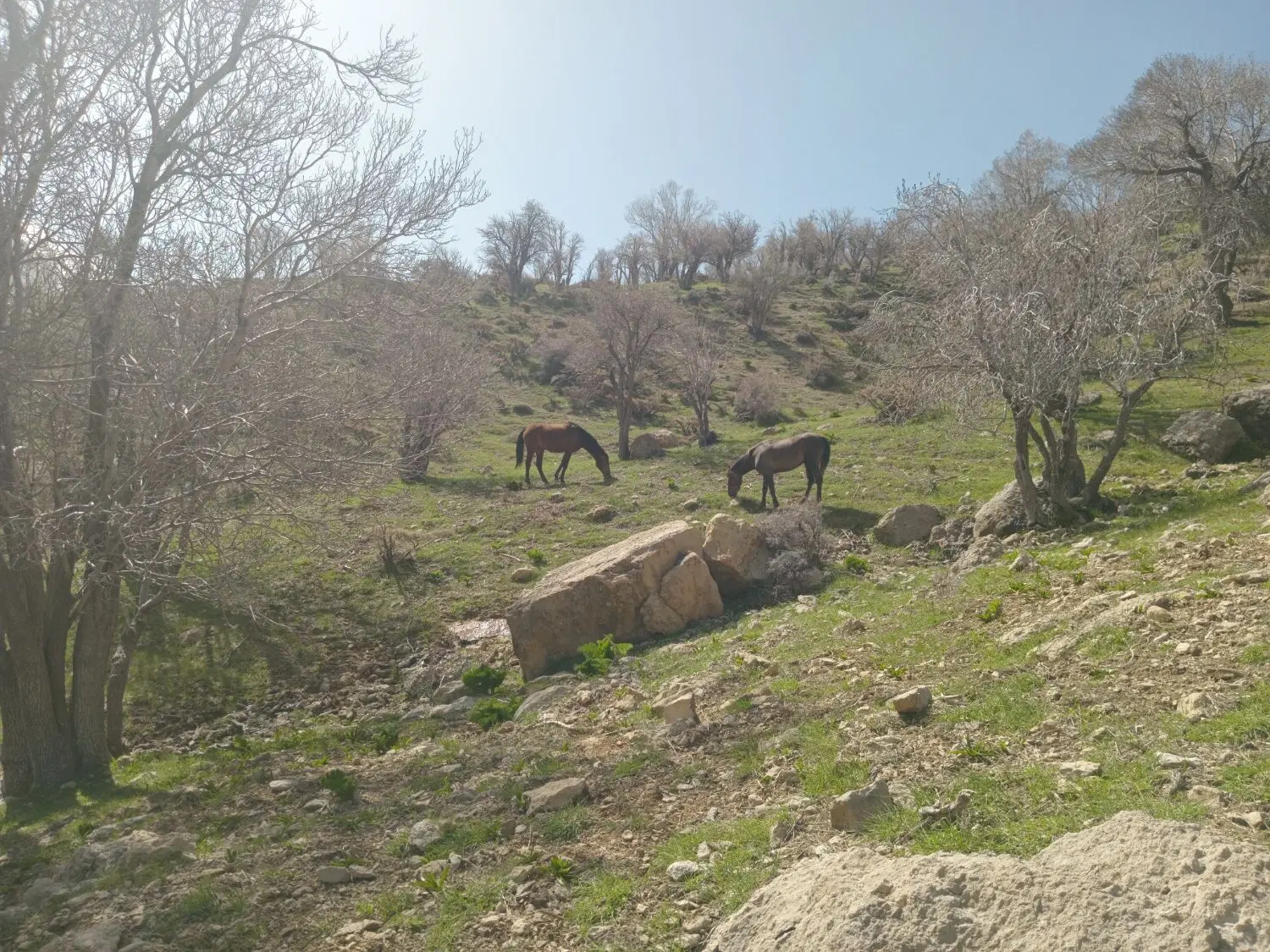 زمین برای گندم یا جو میخوام