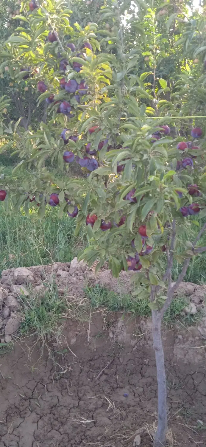 زمین مسکونی نسیم آباد
