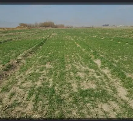زمین در روستا  ۱۵۰ متر در روستای در صیدی
