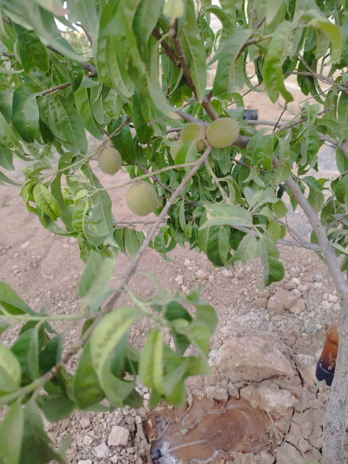 باغ چهار دیواری