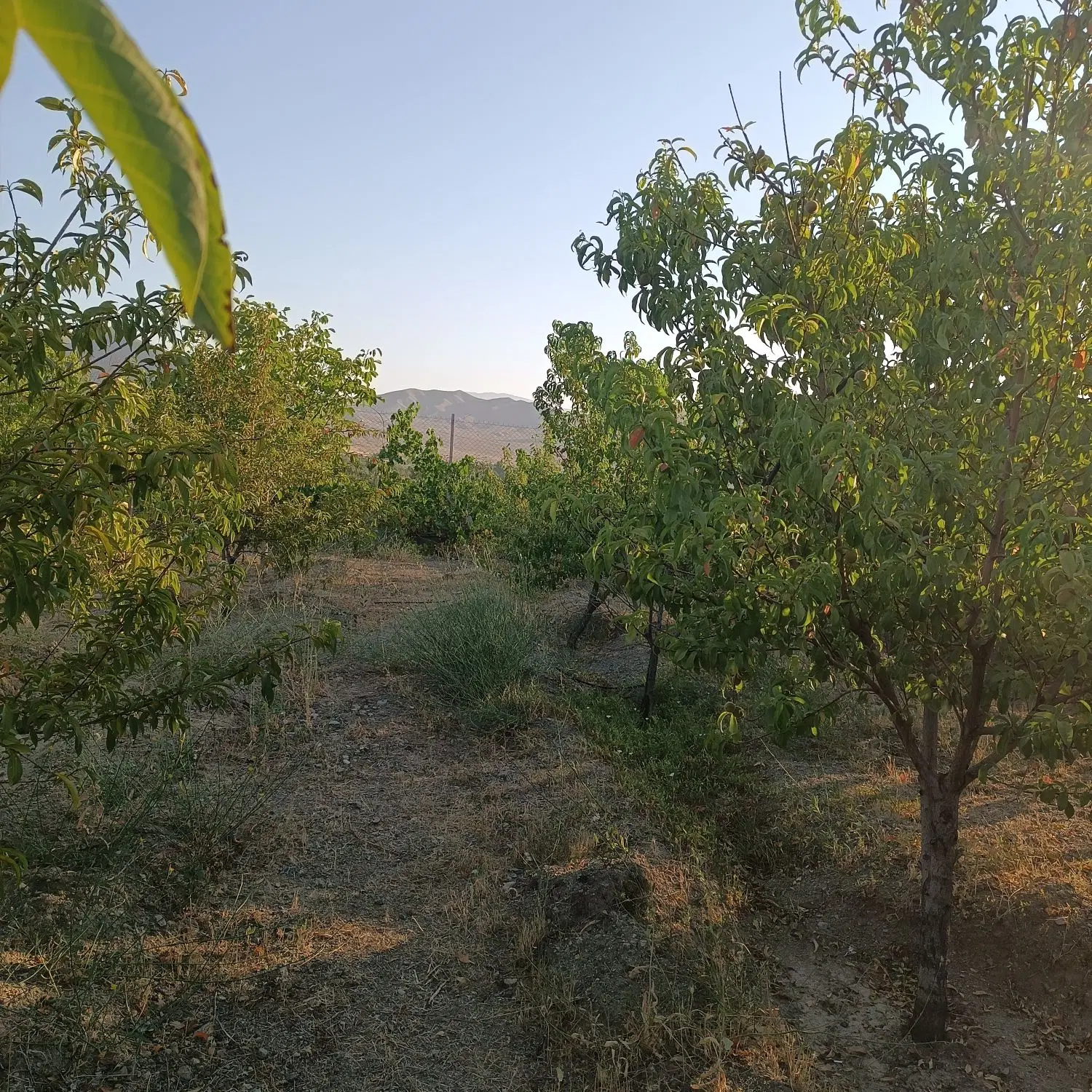چند عدد باغ فروشی دنج و مناسب در روستای قرخ یاشار