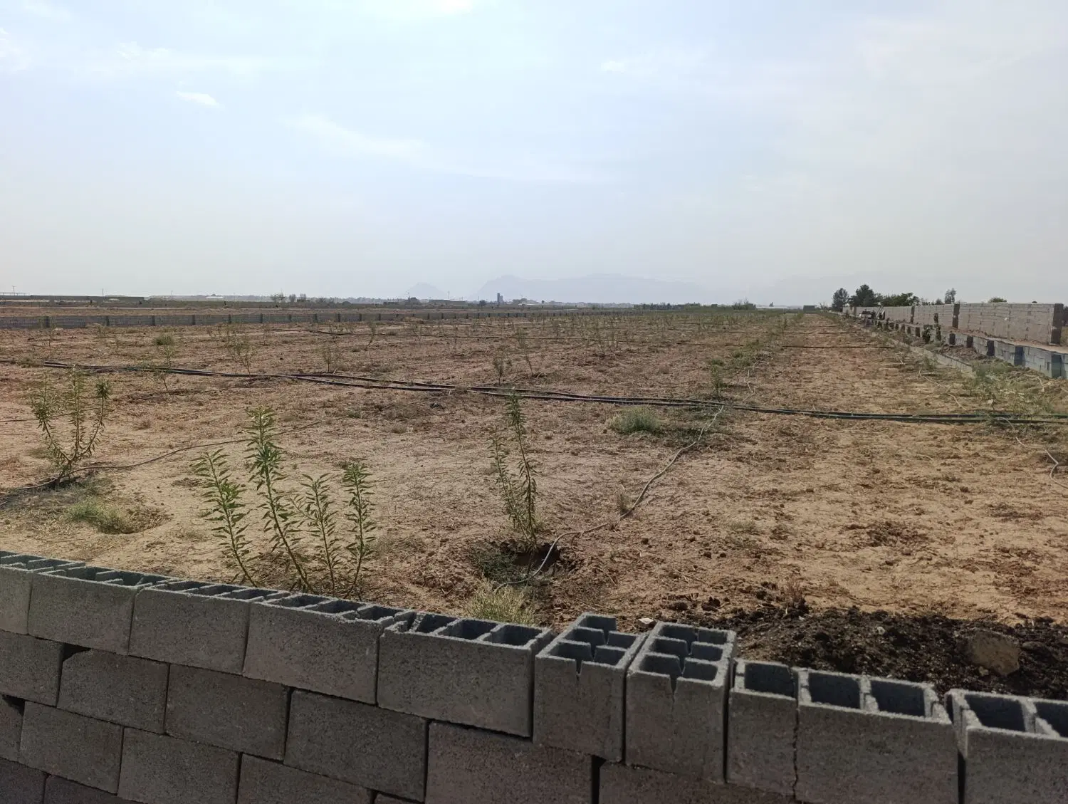 زمین باغی با درخت آبیاری قطره ای اقساط