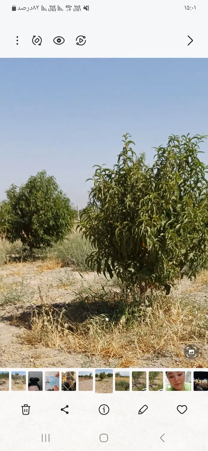 فروش باغچه ۵۵۰ متری در تنکمان