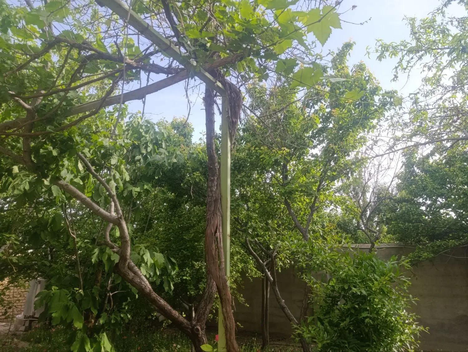 باغ سروآبادعسکریه ۳۳۰متر