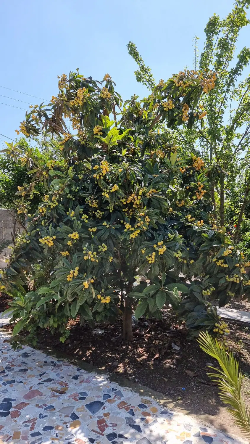 اجاره روزانه خانه روستایی