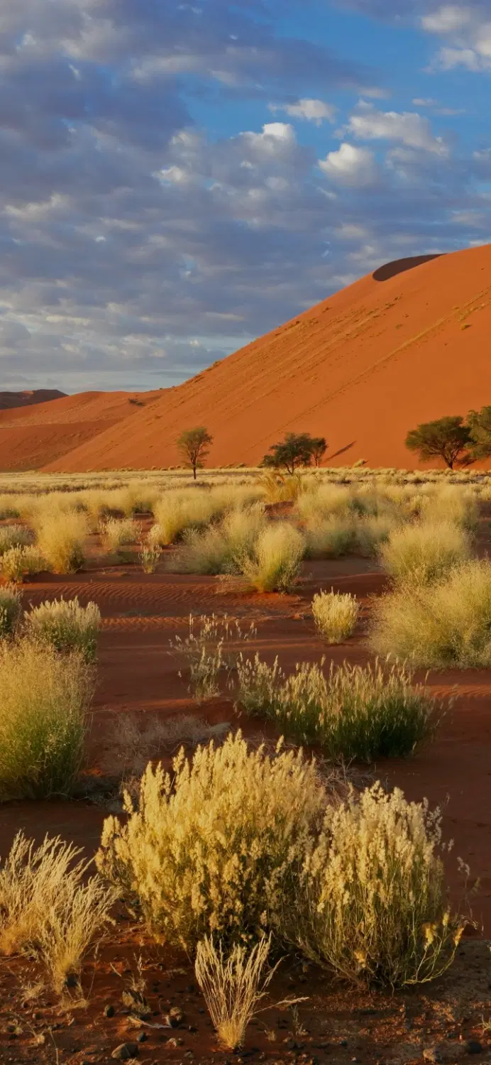 زمین جوزان