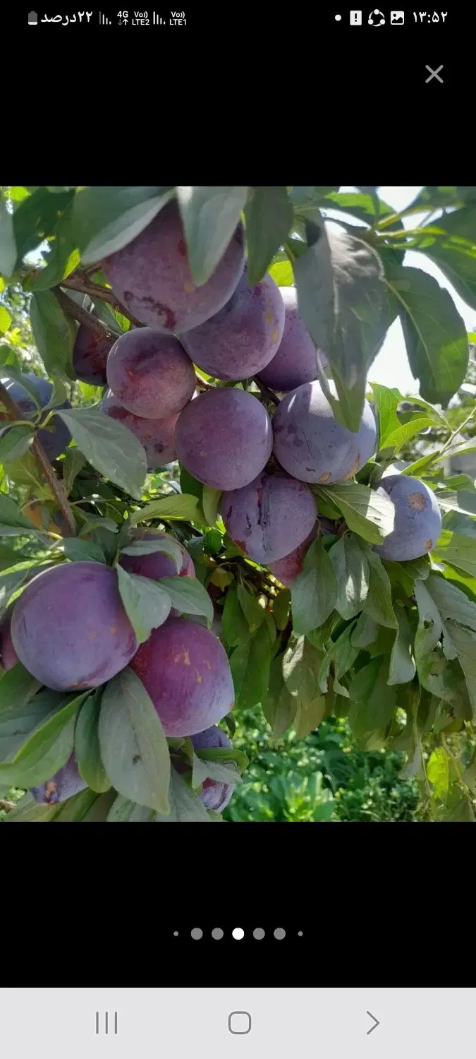 زمین باغی گوار