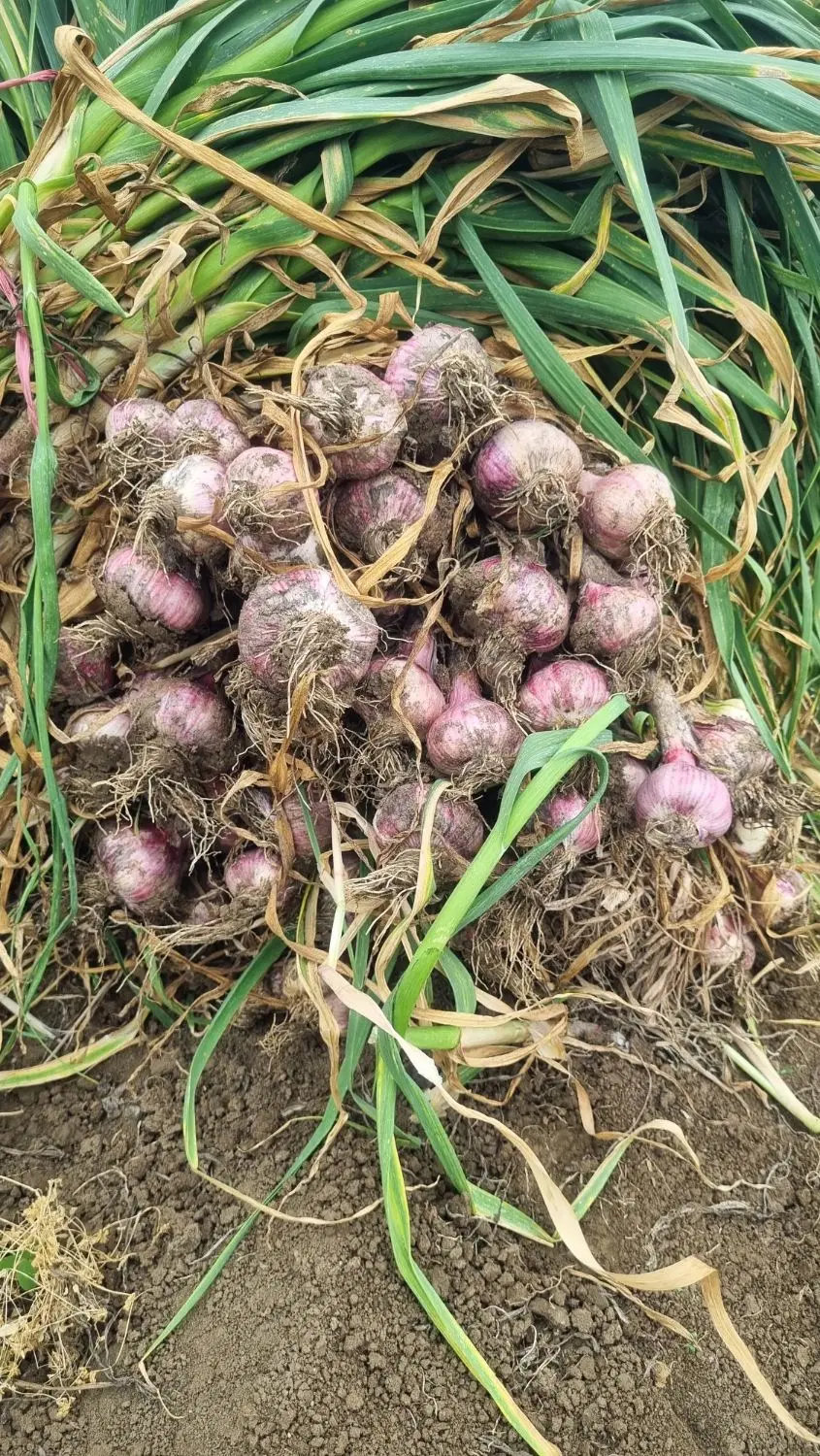 اجاره برای سیر