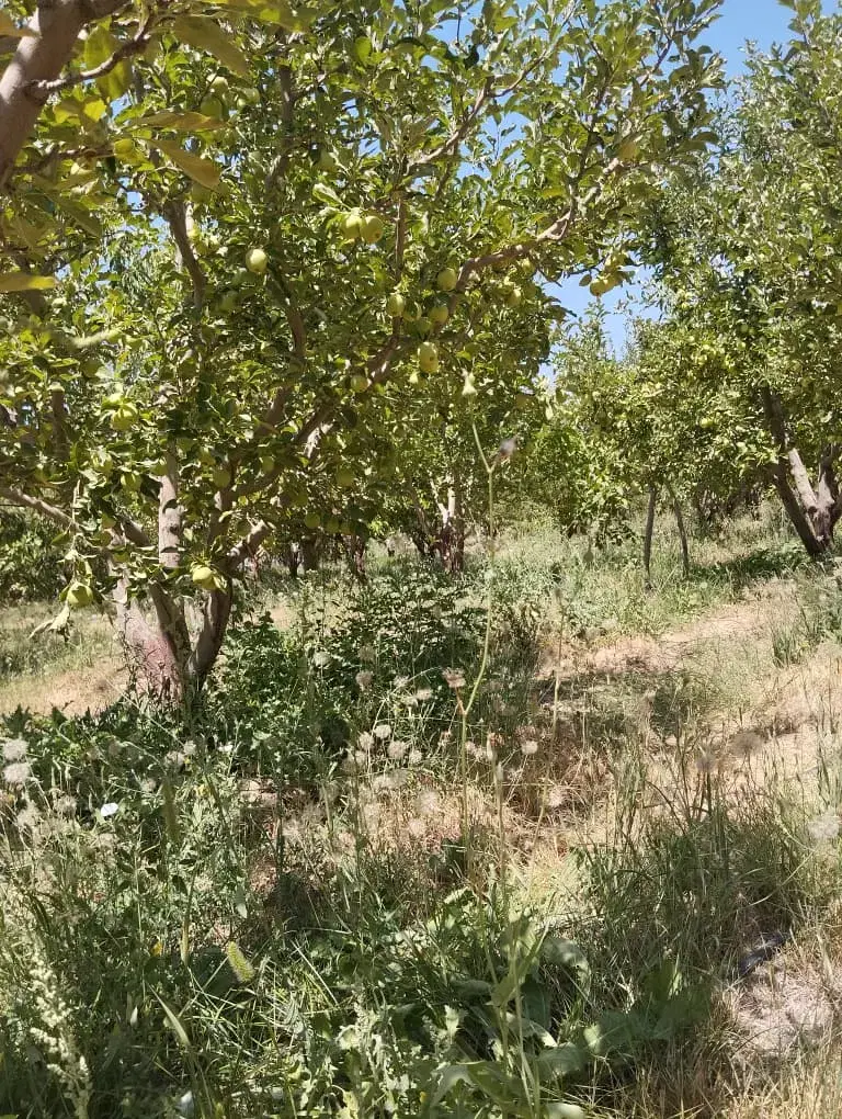 ۳۵۰ مترباغ زمین (دماوند) جابان انشعابات آب برق