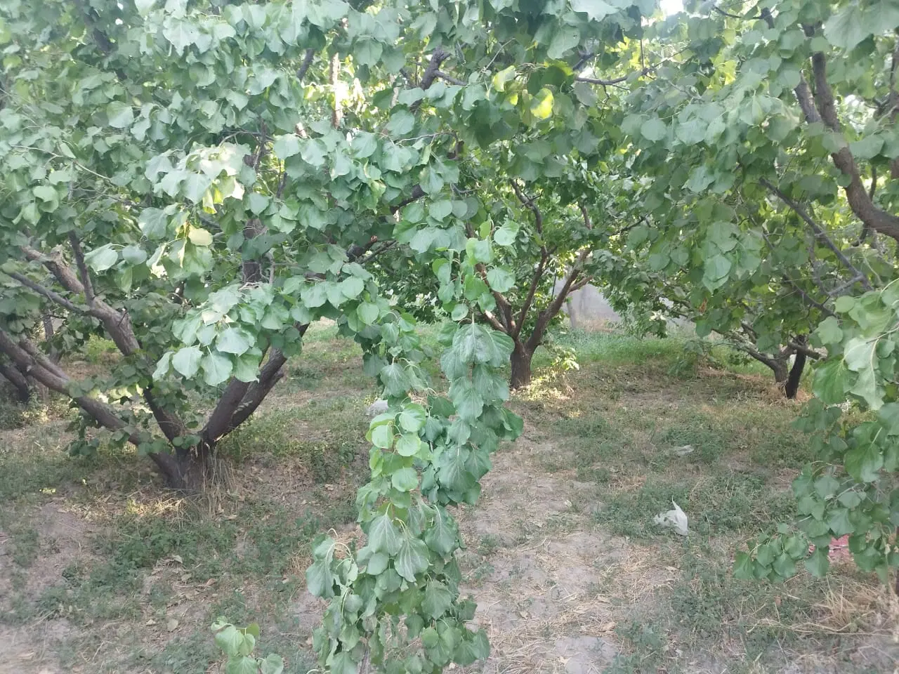 ۱۸۰متر چهاردیواری اسفنداباد ایرانمهر