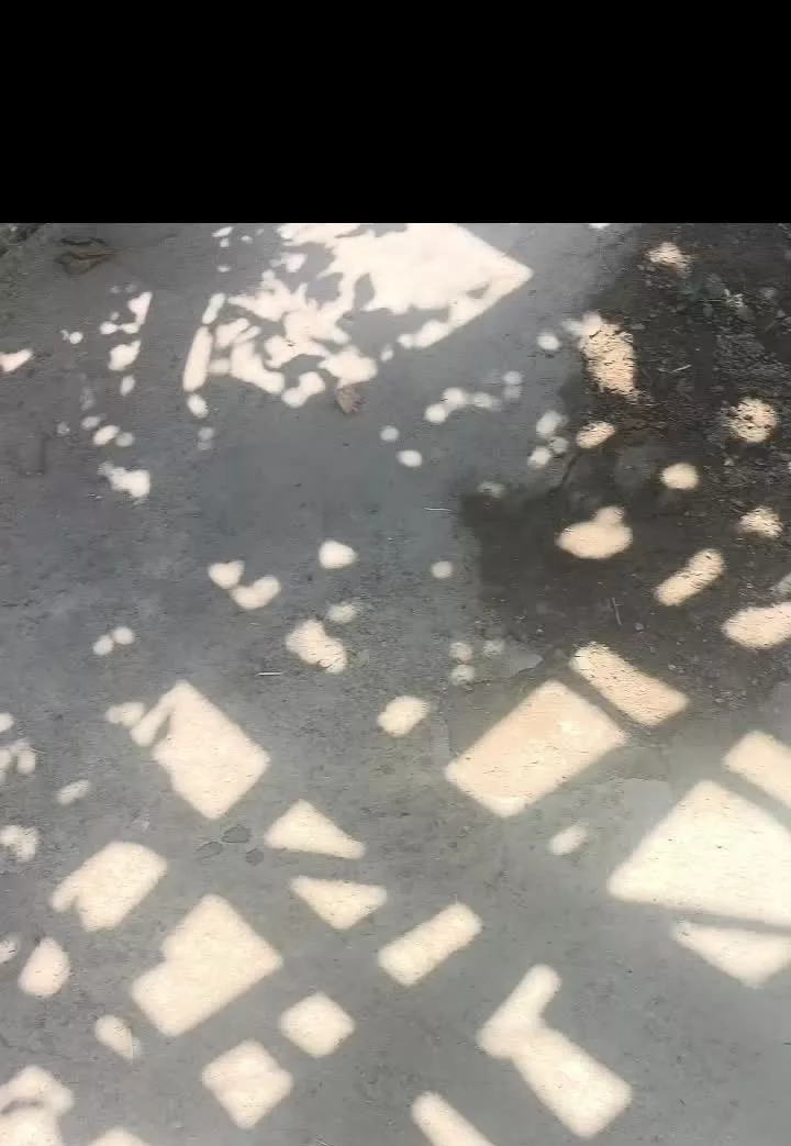 باغ و باغچه