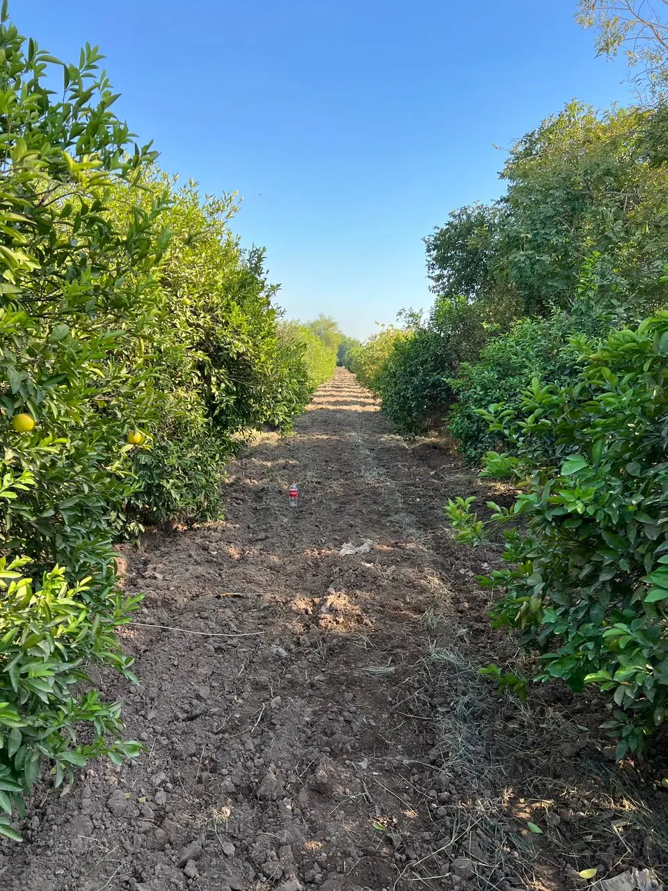 سلام ۳۰۰۰متر باغچه داخل کوچه باغ سند تک برگ