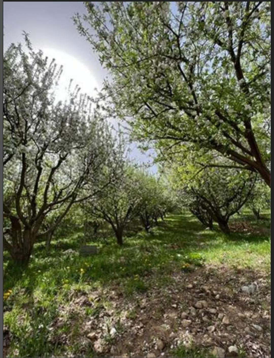 زمین باغی