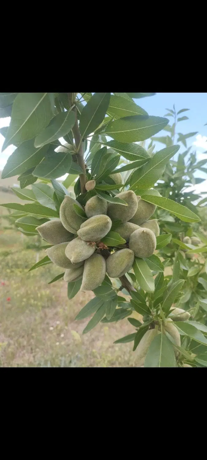 باغ سند دار اتاق دار  رشتقون شینقر