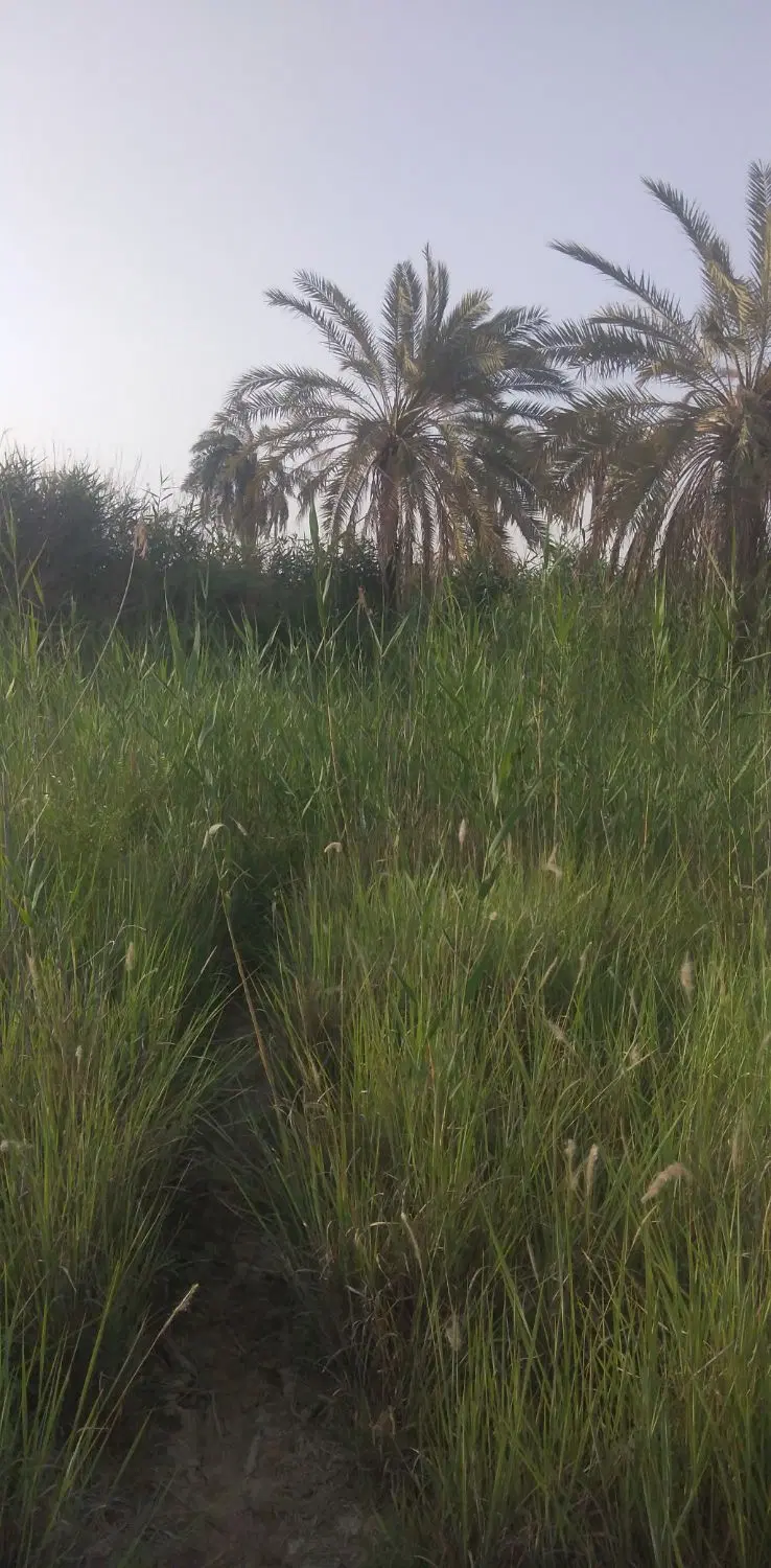 زمین