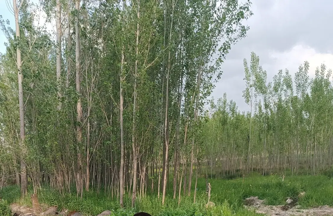 زمین استانداری در شام اسبی