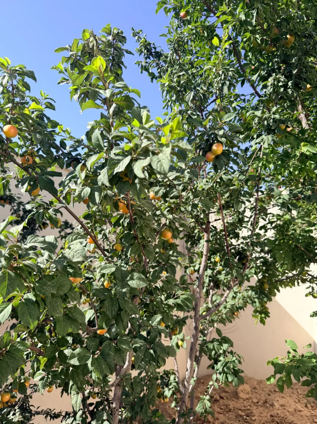 ویلادماوند۷۰۰مترسندتکبرگ