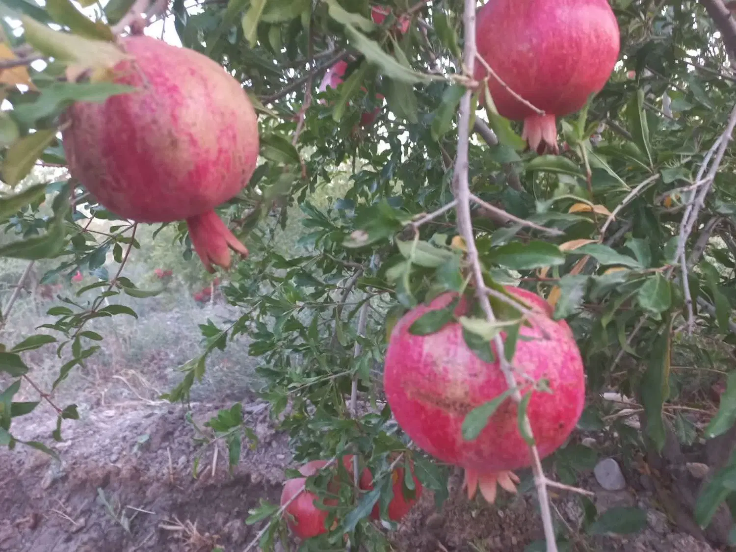۵۰۰ متر باغ انار محمودآباد