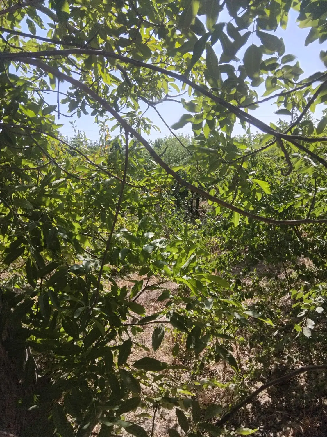 فروش زمین ۵۰۰ متر