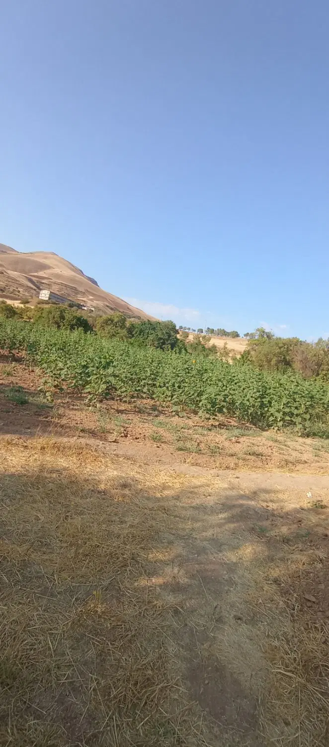زمین کشاورزی فروشی