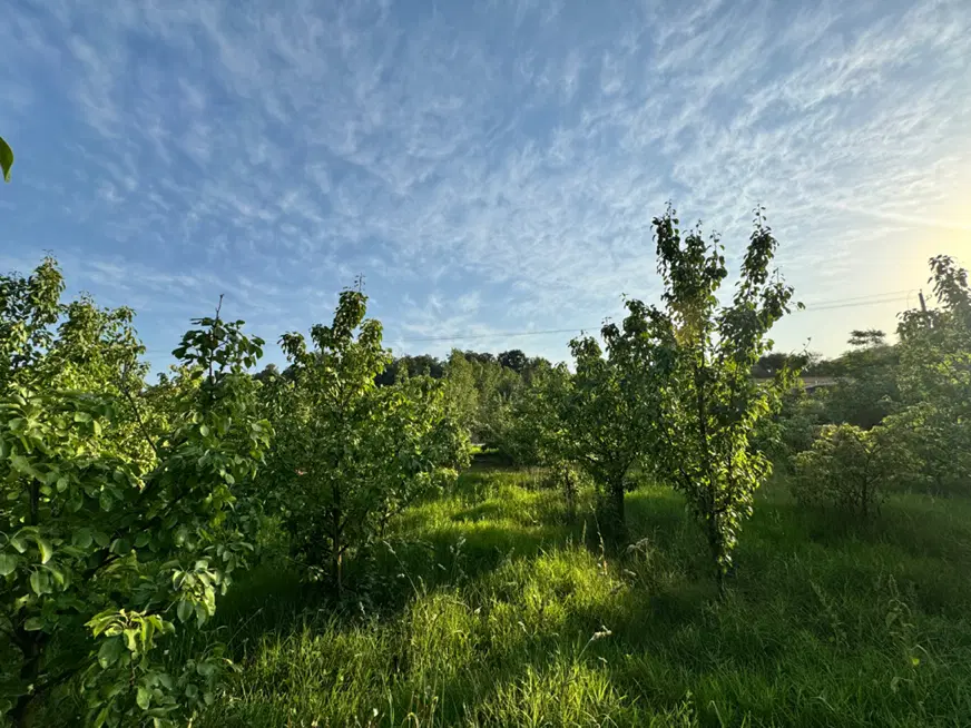 باغ گلابی واقع در نکا روستای زرندین سفلی.