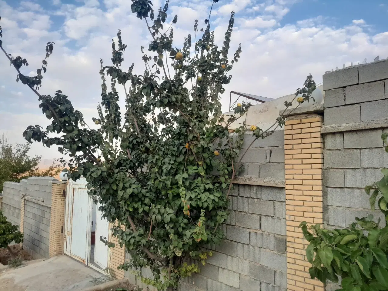 زمین خالی خالد اباد