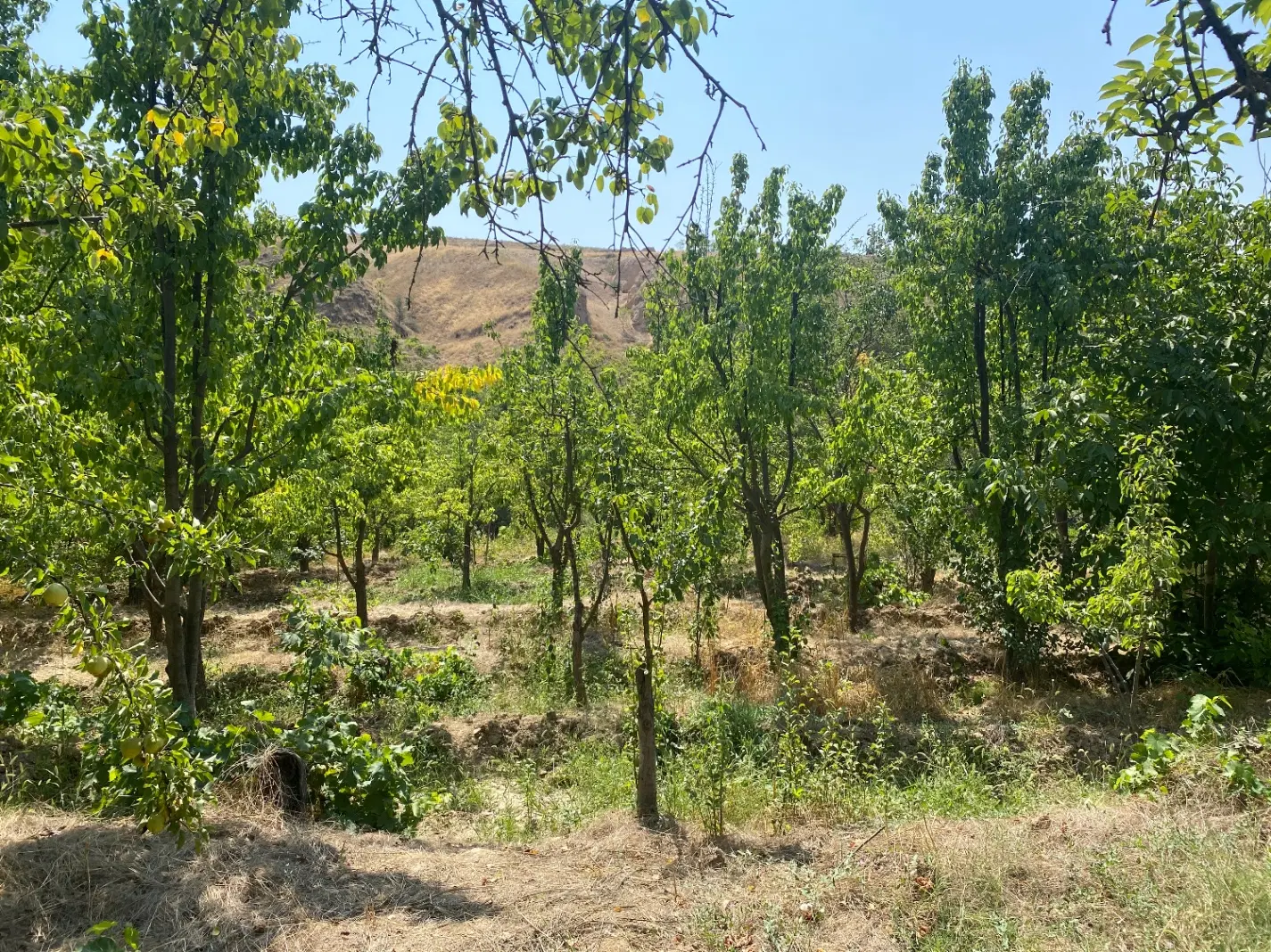باغ ۸۰۰ متری در روستای عرب
