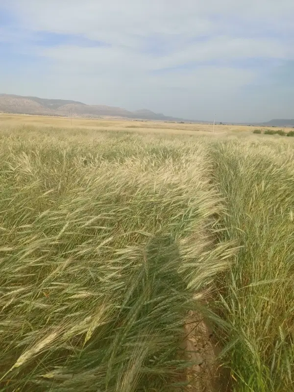 زمین