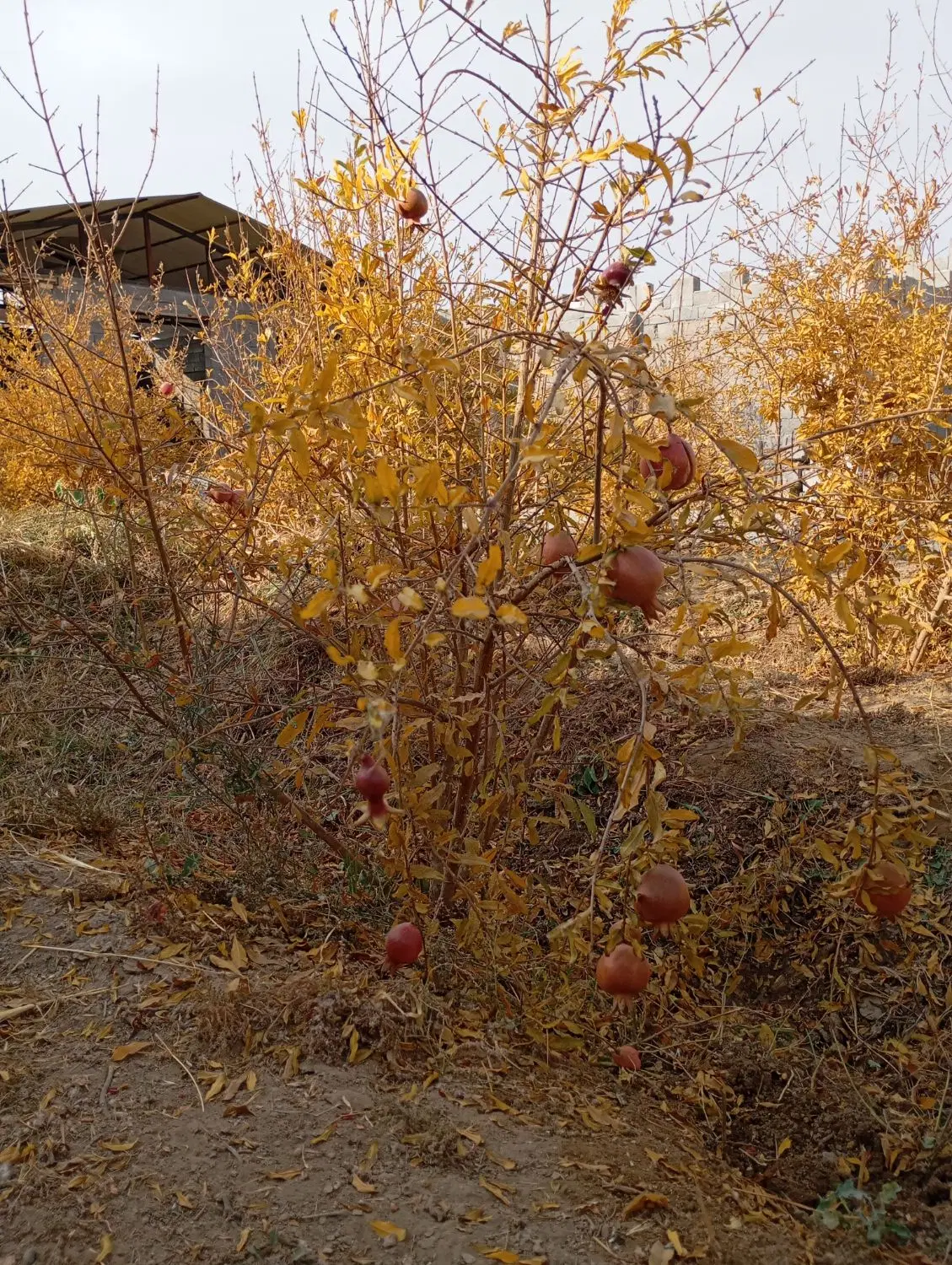 باغ جاده فرودگاه معاوضه با خودرو آپارتمان مغازه
