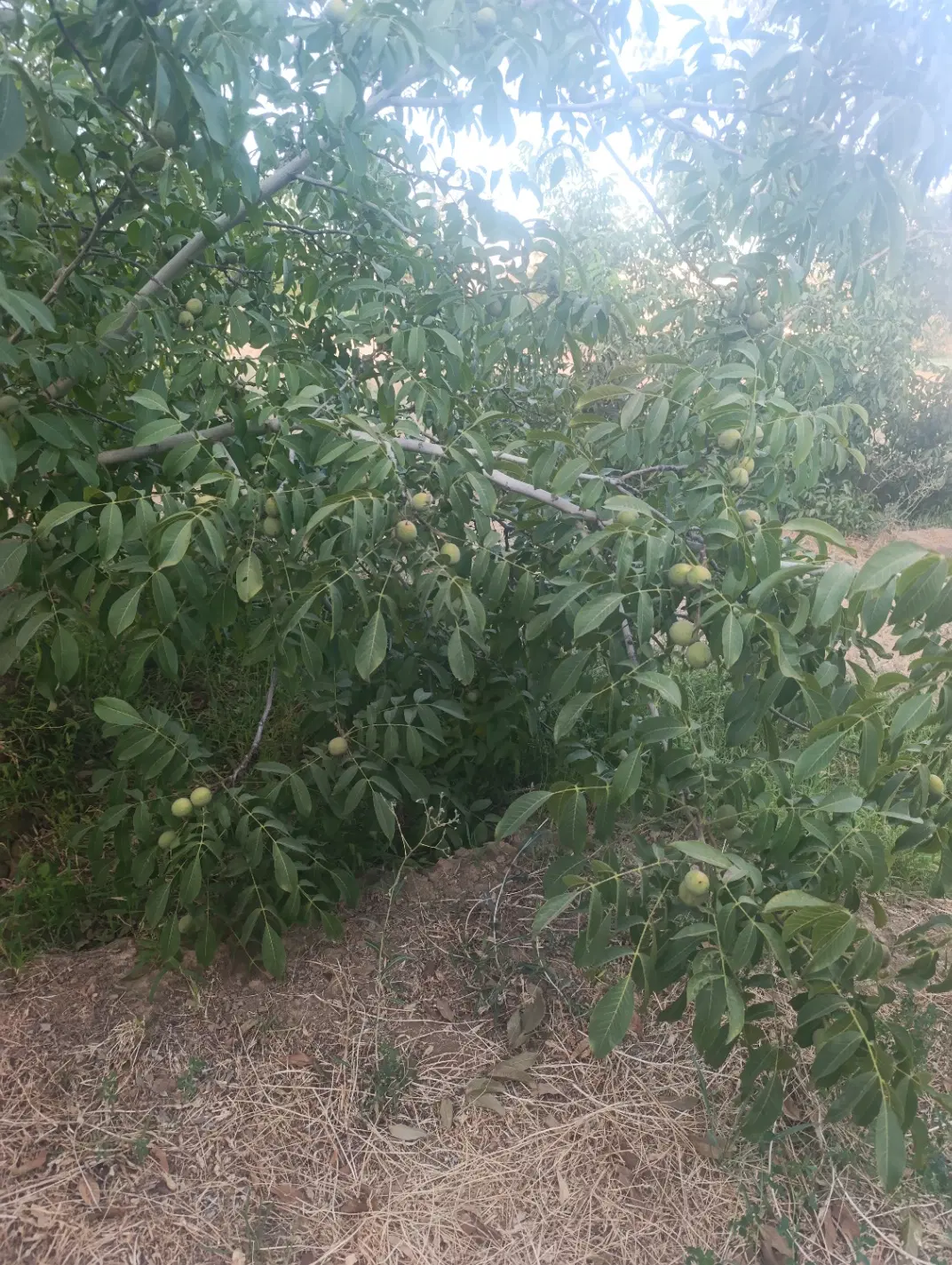 اجاره باغ گردو