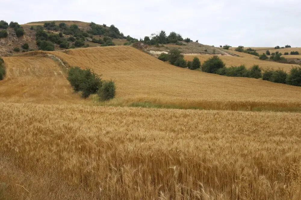 یک هکتار زمین کشاورزی