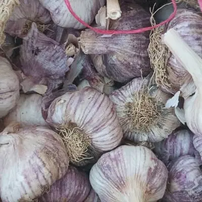 اجاره زمین جای گندم به سیر