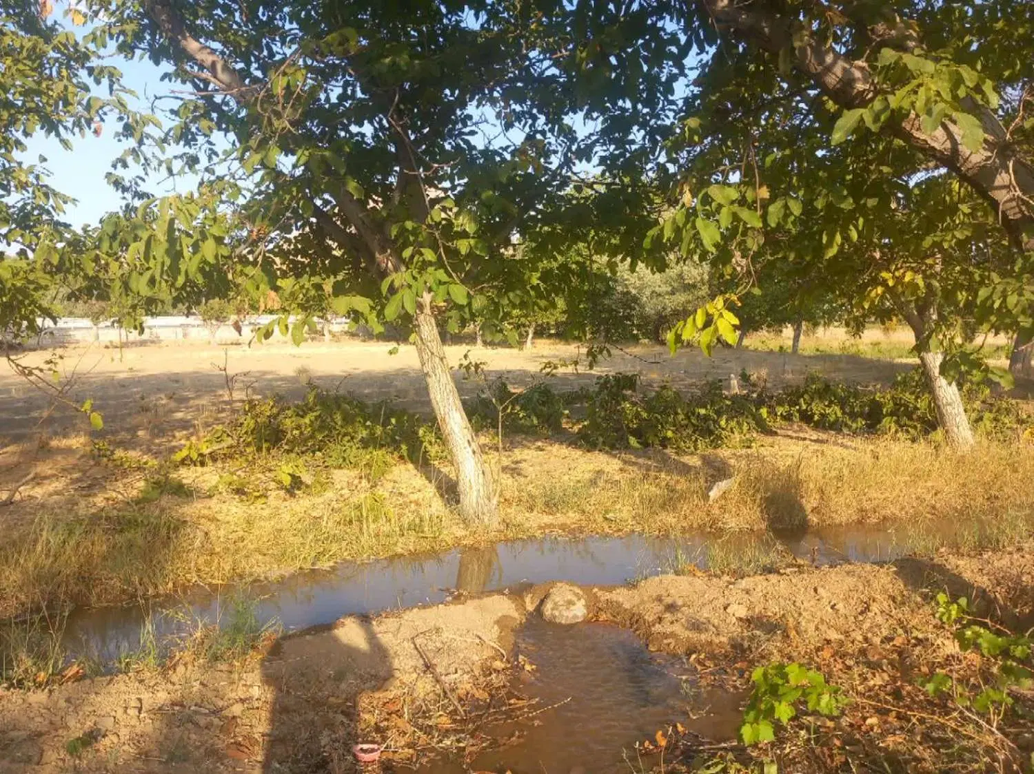 فروش باغ مثمر