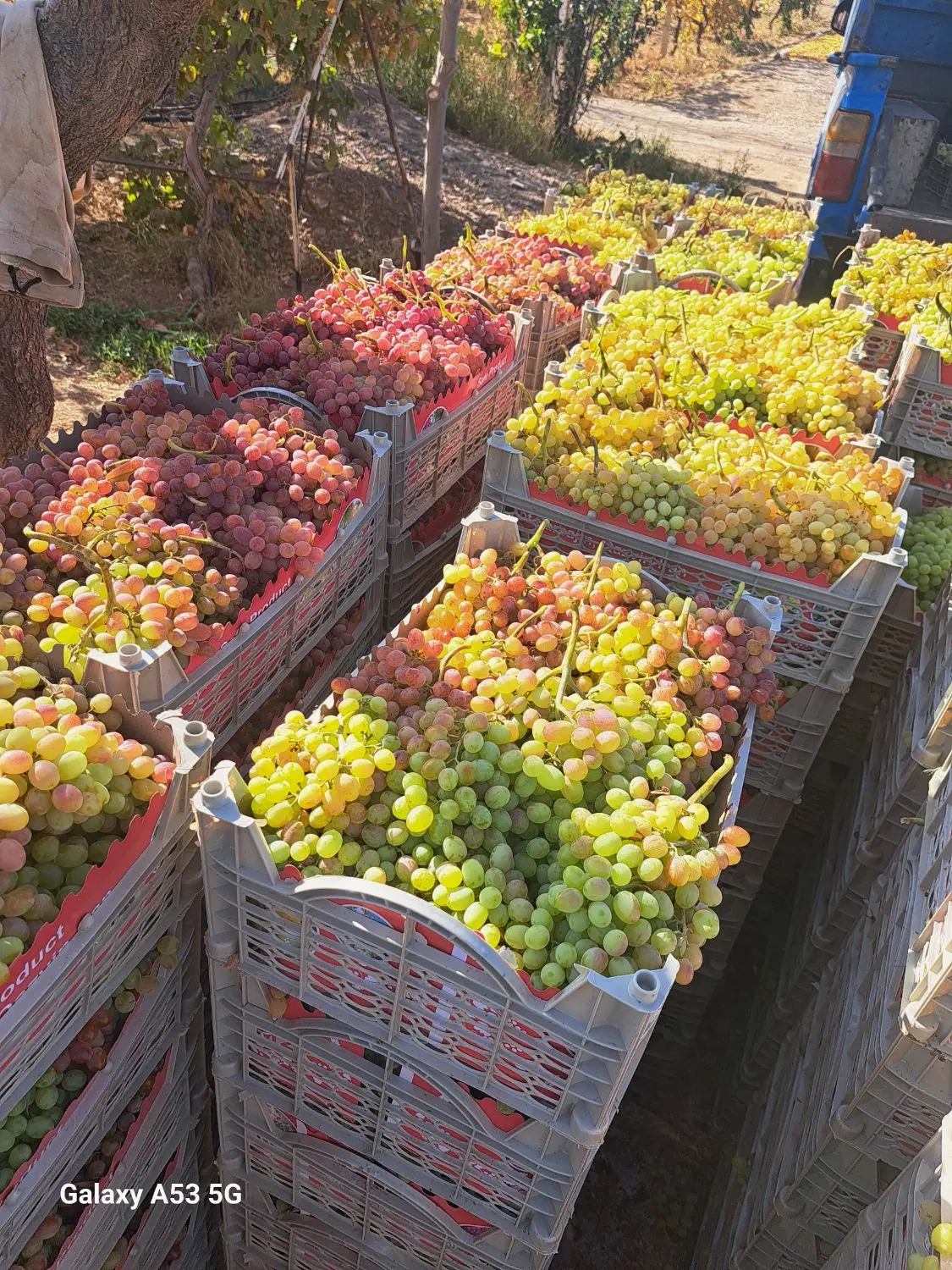 اجاره باغ انگور ایستاده