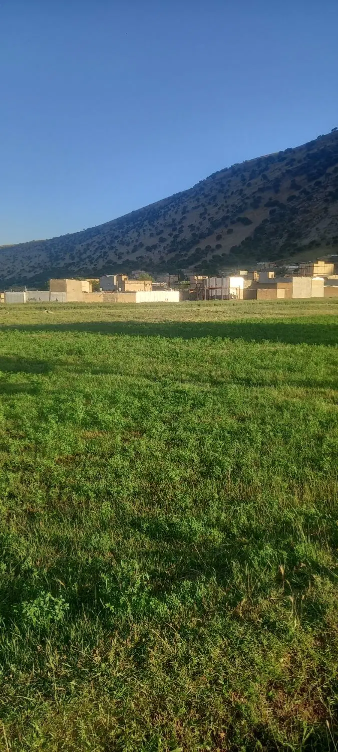 زمین فروشی  پاپی خالدار