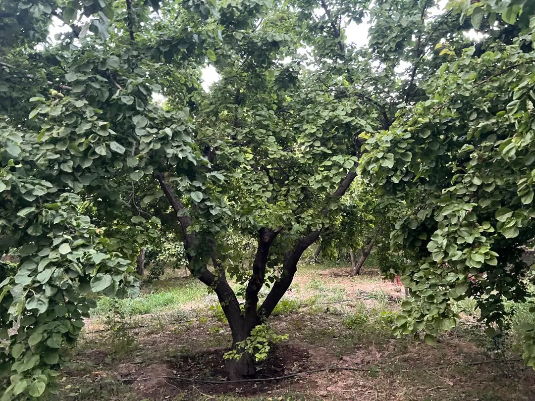 باغ  خام 650 مترچاردیوار  مختص برای ویلا