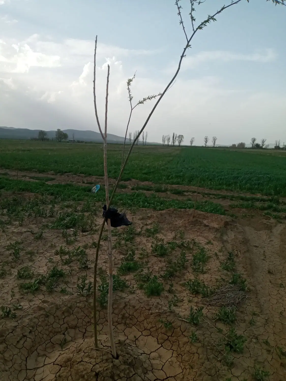 زمین کشاورزی