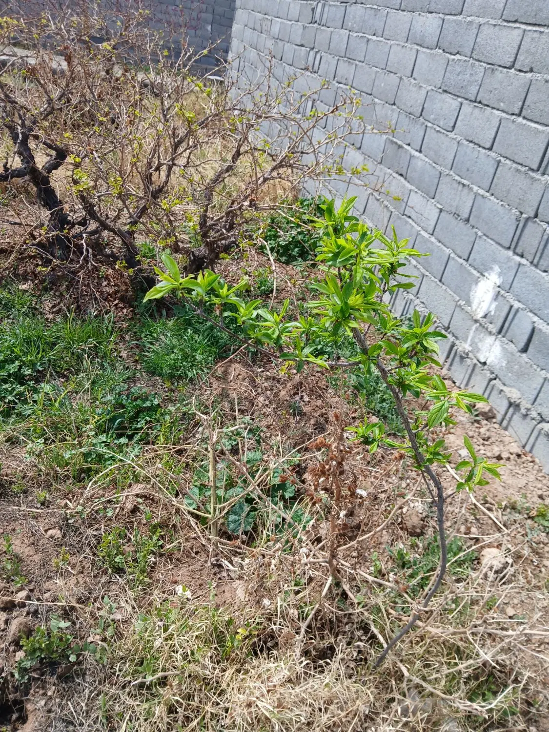 باغچه ۵۰۰ متری منجیل آباد