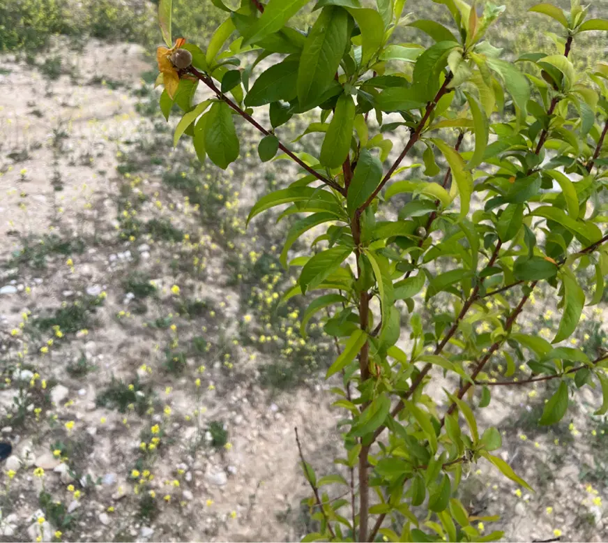 فروش زمین