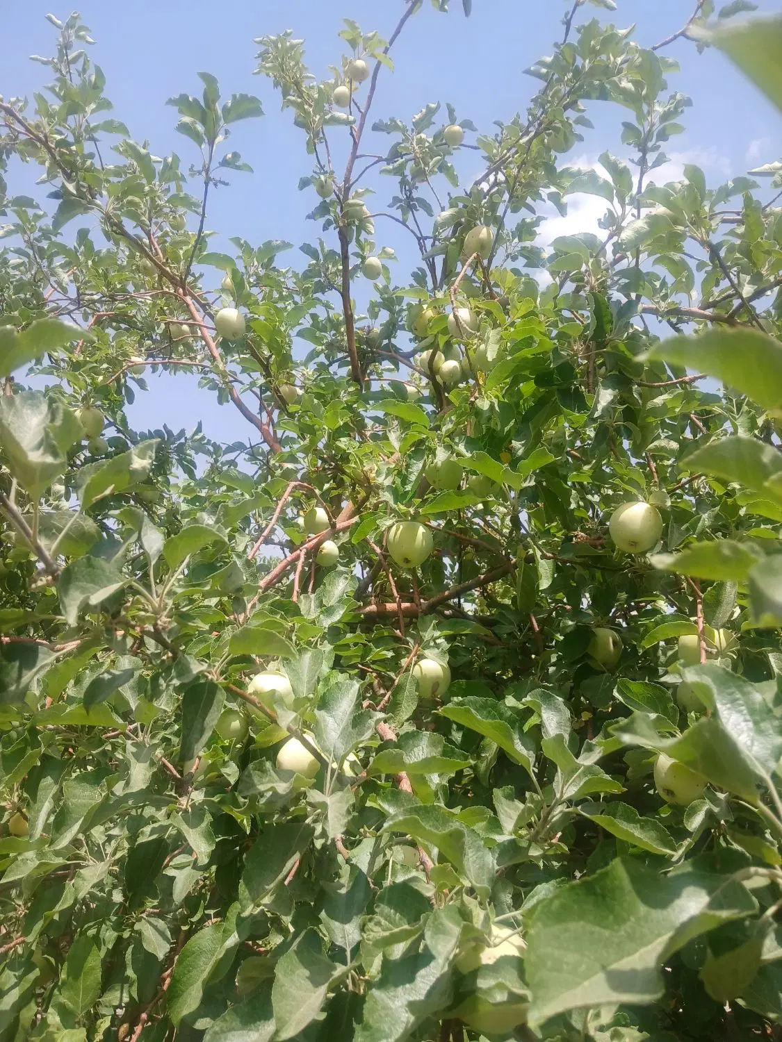 پلاک های زمین باغی دشت ارژن